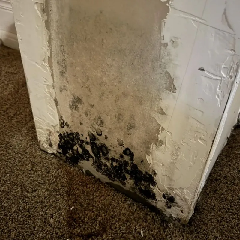 Professional Mold Removal in Macon County, NC
